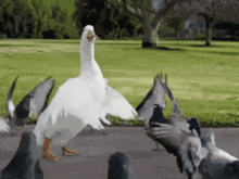 duck